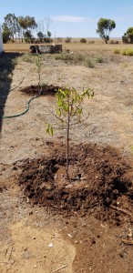 My new orchard!