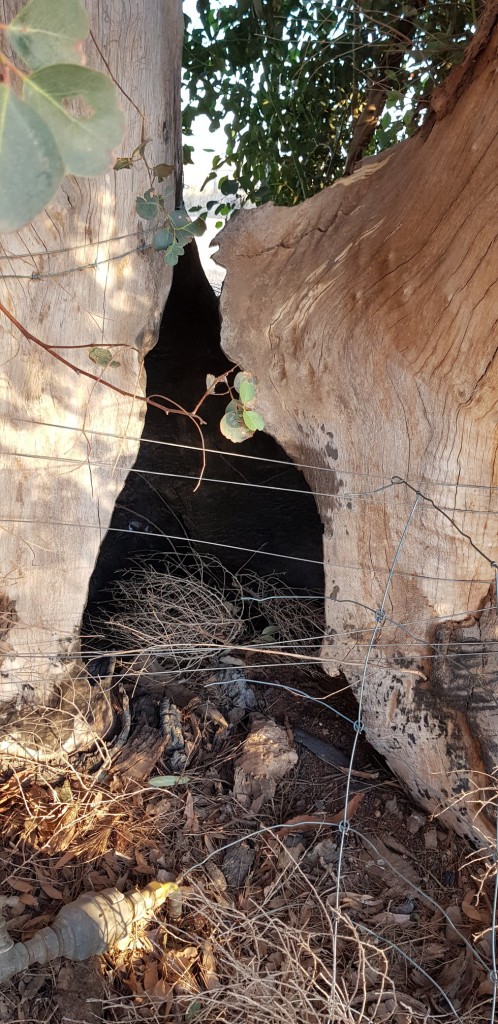 There are relics of the Pinery Fire around our property. On my morning walk, I found this gumtree with a burnt out middle.